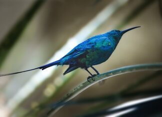 Czy żona może podpisać fakturę za męża?