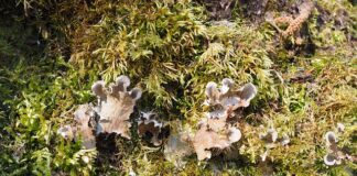 Kto jest wspólnikiem w spółce?