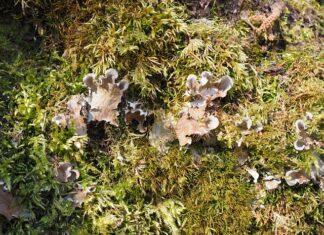 Kto jest wspólnikiem w spółce?